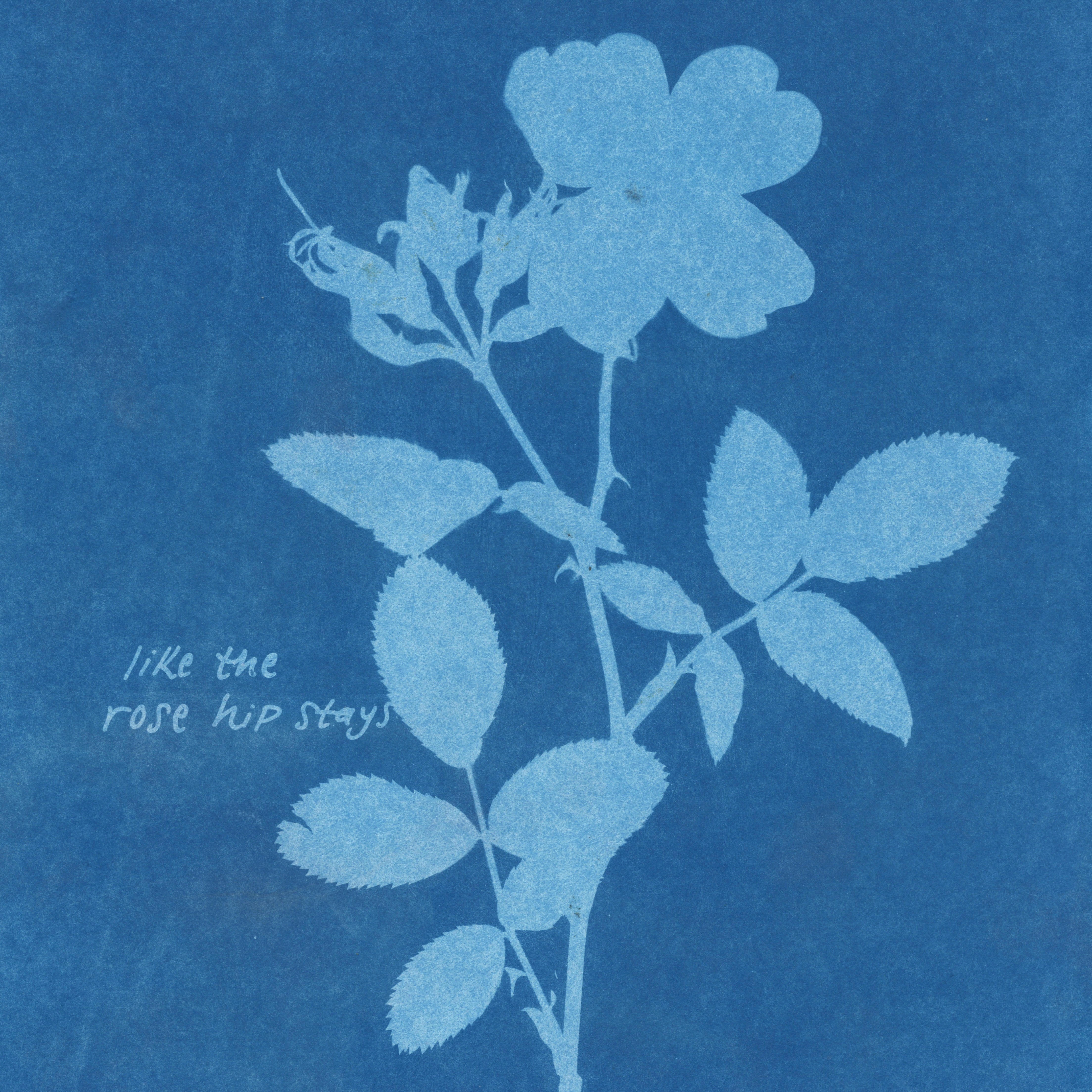 Like the Rose Hip Stays